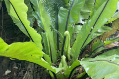 Jardín Botánico de la Orotava, Tenerife 84