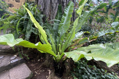 Jardín Botánico de la Orotava, Tenerife 85