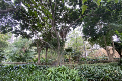 Jardín Botánico de la Orotava, Tenerife 86