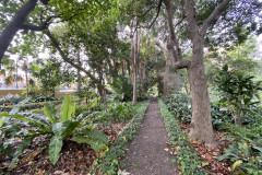 Jardín Botánico de la Orotava, Tenerife 87