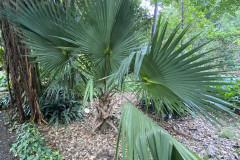 Jardín Botánico de la Orotava, Tenerife 89