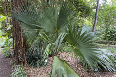 Jardín Botánico de la Orotava, Tenerife 90