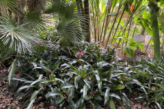 Jardín Botánico de la Orotava, Tenerife 91