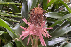 Jardín Botánico de la Orotava, Tenerife 92