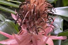 Jardín Botánico de la Orotava, Tenerife 93