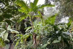 Jardín Botánico de la Orotava, Tenerife 94