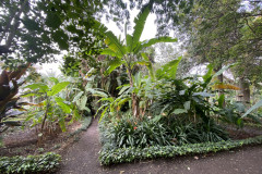 Jardín Botánico de la Orotava, Tenerife 95