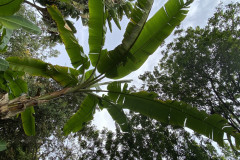 Jardín Botánico de la Orotava, Tenerife 96