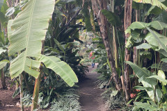 Jardín Botánico de la Orotava, Tenerife 97