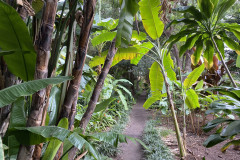 Jardín Botánico de la Orotava, Tenerife 98