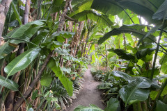 Jardín Botánico de la Orotava, Tenerife 99