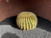 Jardín de Cactus Lanzarote 04