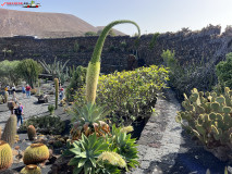 Jardín de Cactus Lanzarote 07