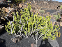 Jardín de Cactus Lanzarote 09