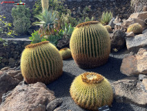 Jardín de Cactus Lanzarote 11
