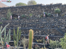 Jardín de Cactus Lanzarote 13