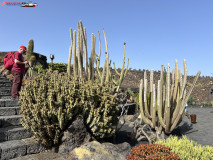 Jardín de Cactus Lanzarote 14