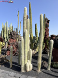 Jardín de Cactus Lanzarote 15