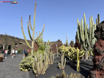 Jardín de Cactus Lanzarote 16