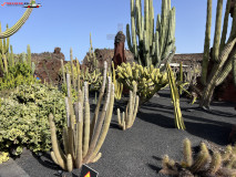 Jardín de Cactus Lanzarote 17