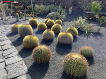 Jardín de Cactus Lanzarote 18