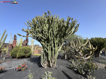 Jardín de Cactus Lanzarote 22