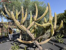 Jardín de Cactus Lanzarote 23