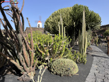 Jardín de Cactus Lanzarote 25