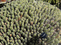 Jardín de Cactus Lanzarote 26