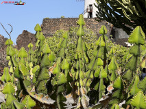 Jardín de Cactus Lanzarote 27