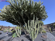 Jardín de Cactus Lanzarote 28