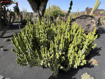 Jardín de Cactus Lanzarote 30