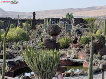 Jardín de Cactus Lanzarote 38