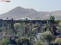 Jardín de Cactus Lanzarote 39