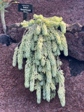 Jardín de Cactus Lanzarote 46