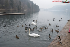 Lacul Bled, Slovenia 20