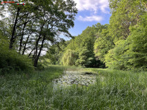 Lacul cu nuferi din Ipoteşti 12