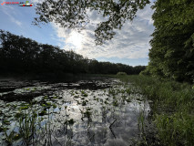 Lacul cu nuferi din Ipoteşti 18