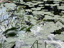 Lacul cu nuferi din Ipoteşti 20