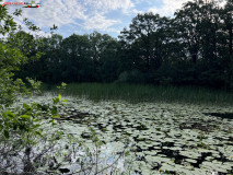 Lacul cu nuferi din Ipoteşti 23