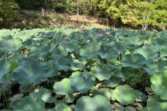 Lacul cu nuferi și lotuși termali din Băile Felix 09