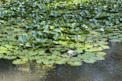 Lacul cu nuferi și lotuși termali din Băile Felix 16
