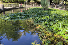 Lacul cu nuferi și lotuși termali din Băile Felix 21