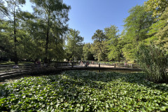 Lacul cu nuferi și lotuși termali din Băile Felix 25