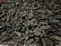 Lagărul de concentrare Auschwitz 107