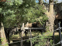 London Zoo septembrie 2024 116