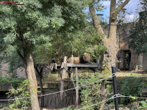 London Zoo septembrie 2024 117