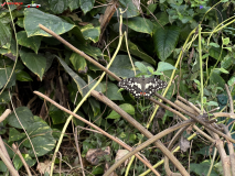 London Zoo septembrie 2024 180