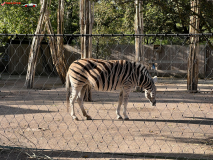 London Zoo septembrie 2024 254