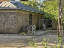 London Zoo septembrie 2024 255